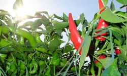 CUCINA AFRODISIACA MA NON SOLO AL FESTIVAL DEL PEPERONCINO PICCANTE DI FILETTO