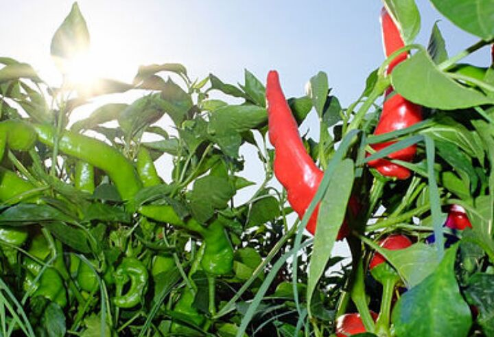 CUCINA AFRODISIACA MA NON SOLO AL FESTIVAL DEL PEPERONCINO PICCANTE DI FILETTO