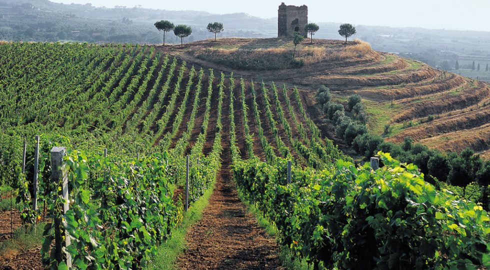 VINO: NASCE IL CONSORZIO ROMA DOC, GALASSINI PRIMO PRESIDENTE