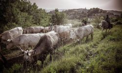 TRATTURI, PROTOCOLLO PER LA VALORIZZAZIONE TRA SEI REGIONI