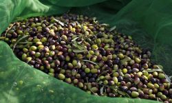 OLIO, RACCOLTA OLIVE APRUTINO PESCARESE PARTE IN ANTICIPO