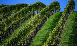 A TRENTO UN CORSO DI LAUREA IN VITICOLTURA ED ENOLOGIA CON PARTNERSHIP STUDENTI-AZIENDE