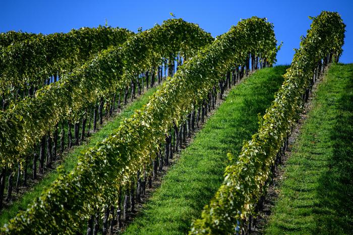 A PESCARA SI CELEBRA LA GIORNATA DELLA CULTURA DEL VINO E DELL’OLIO