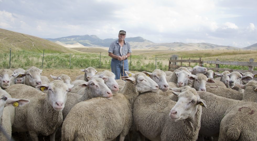 RASSEGNA OVINI DI CAMPO IMPERATORE, CORSA CONTRO IL TEMPO PER FARE DEL SESSANTENNALE UN’EDIZIONE MEMORABILE