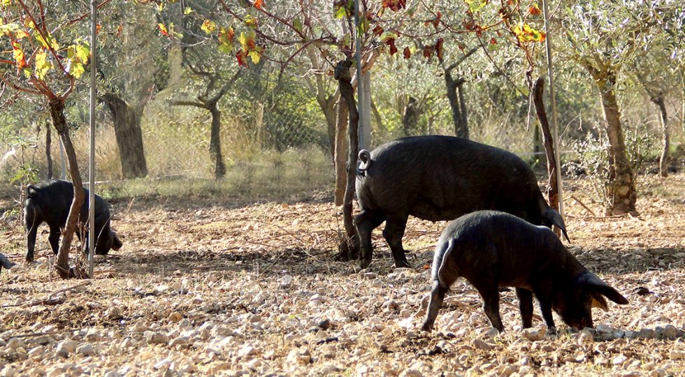 MAIALE NERO D’ABRUZZO, A CARAMANICO TERME UNA SERATA DI SLOW FOOD
