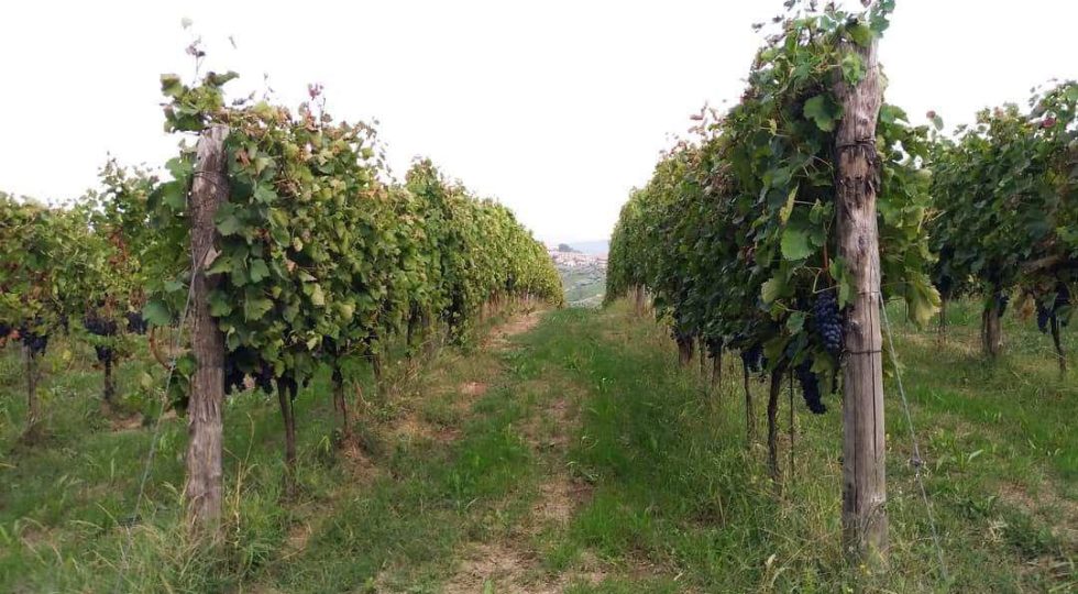 CODICE CITRA, FERZO MONTEPULCIANO D’ABRUZZO DOP “TEATE” CELEBRA 50 ANNI DELLA DOC