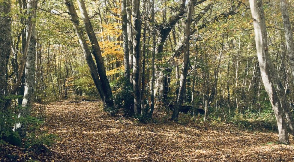 IL KOMOREBI NELLA FORESTA SACRA DI PATRIGNONE, TRA ABRUZZO E LAZIO
