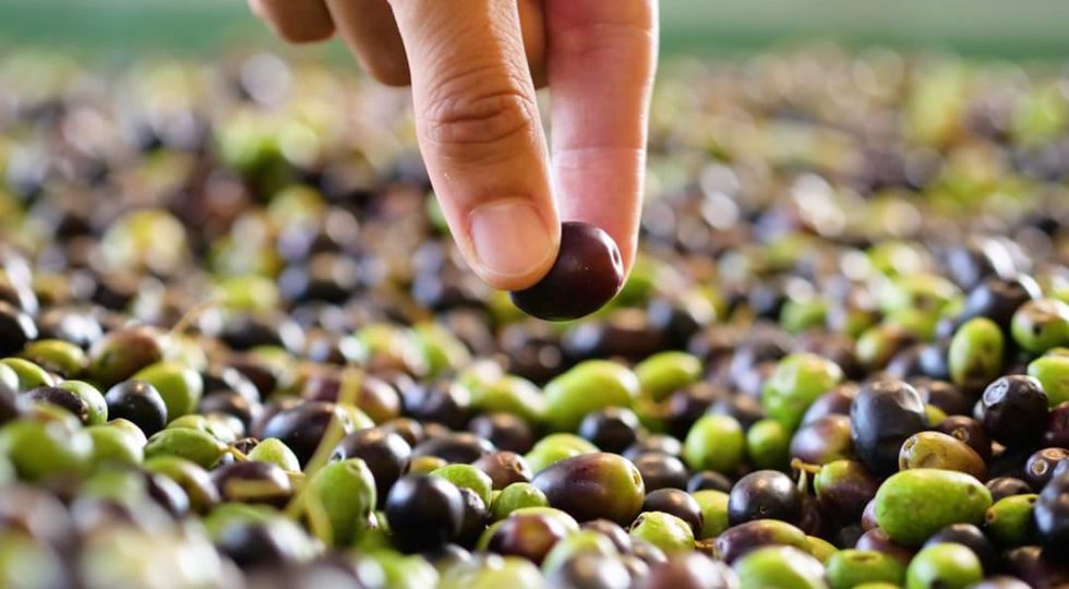 CAMPAGNA OLIVICOLA ABRUZZESE DIMEZZATA, PRODUTTORI CHIEDONO STATO CRISI