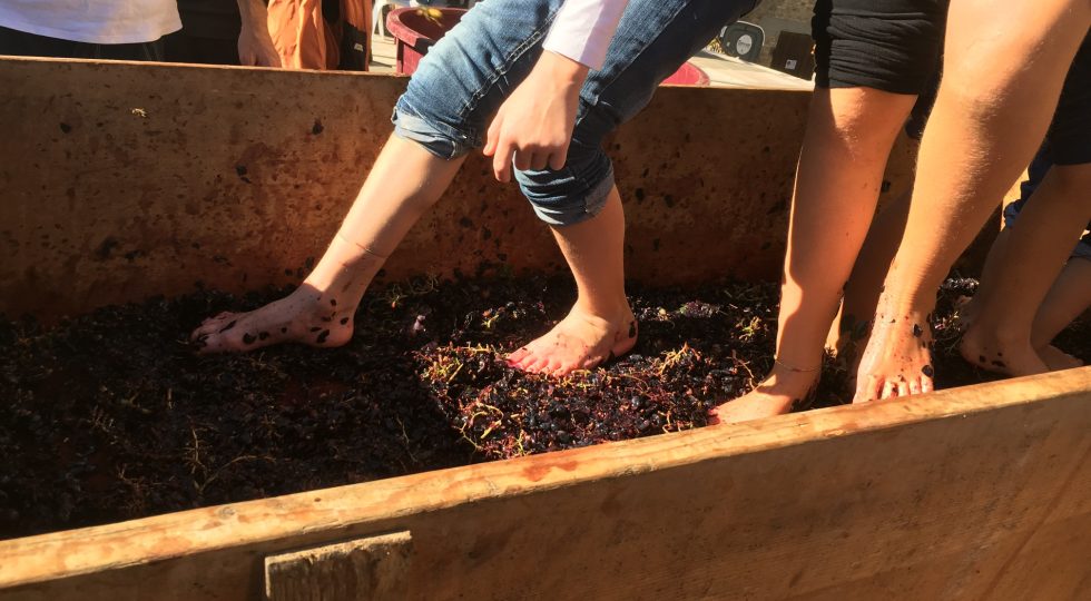 “MOSTO D’ORO”, DUE GIORNI DEDICATI ALLA TRADIZIONE DELLA VENDEMMIA A MORRO D’ORO