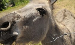 LUCOLI, 56 ASINI AL PASCOLO SENZA AUTORIZZAZIONE RISPEDITI IN TRENTINO