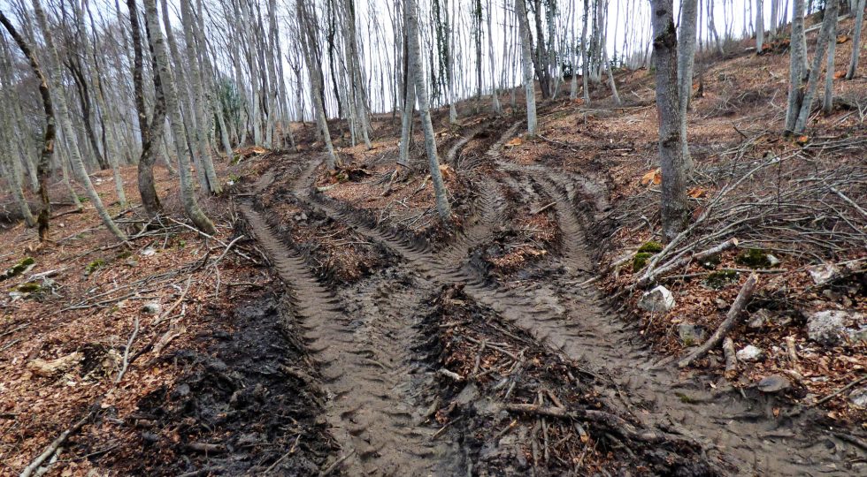 TRATTORI DEVASTANO FAGGETE PARCO MAJELLA, ESPOSTO ASSOCIAZIONE APPENNINO ECOSISTEMA