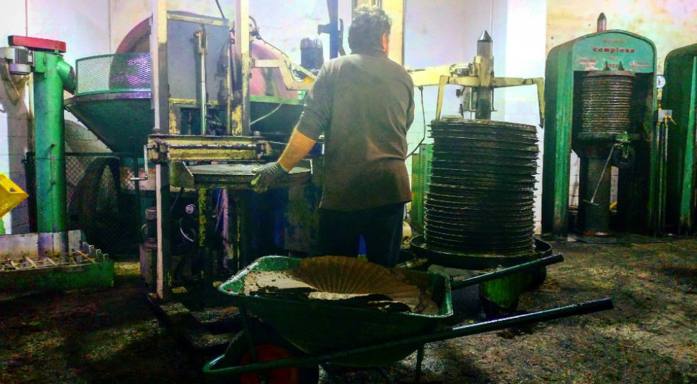 FRANTOI APERTI A NAVELLI E NELLA VALLE DEL TIRINO SOGNANDO LA DOP – VIDEO