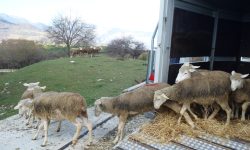 GREGGE NEL PARCO, SULLA MAIELLA TORNANO LE PECORE PREDATE DAL LUPO