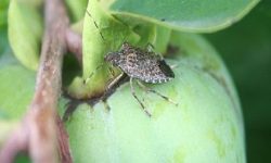 CIMICE ASIATICA, ALL’UNIVERSITÀ D’ANNUNZIO INCONTRO SULL’INSETTO CHE MINACCIA LE COLTURE