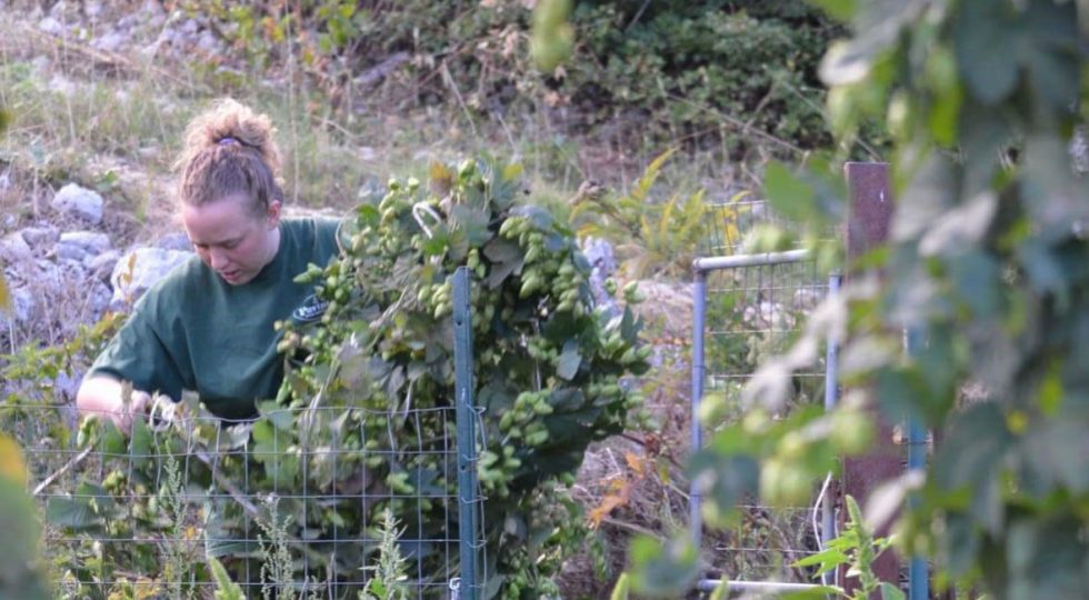 IL LUPPOLO CHE CRESCE ALLE PENDICI DEL GRAN SASSO E LA BIRRA AL FARRO DI SARA