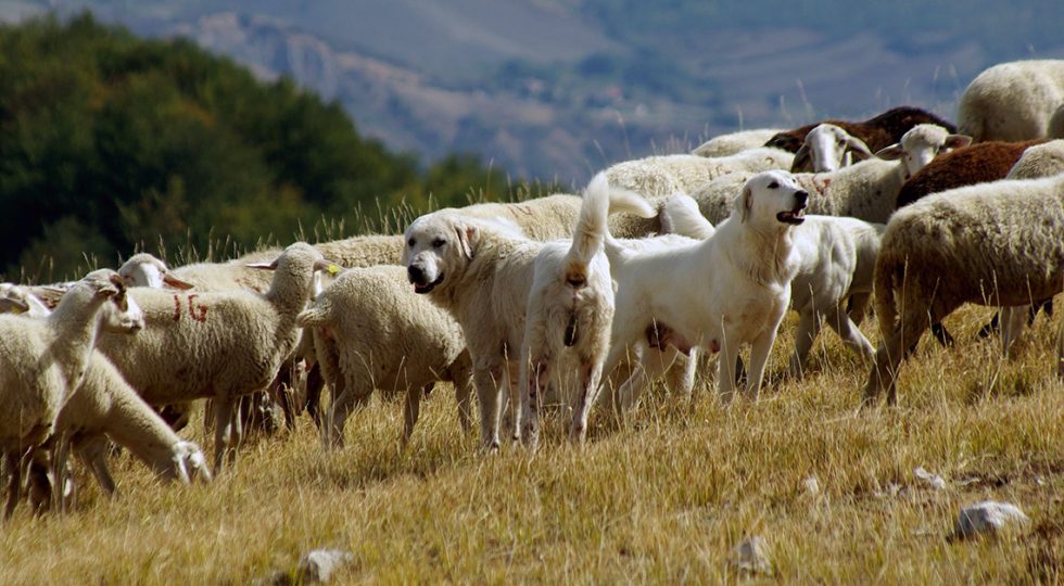 I CANI PASTORE MAREMMANO ABRUZZESE IN MOSTRA ALL’AQUILA INSIEME AD ALTRI ESEMPLARI