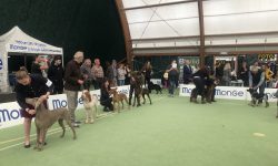 MILLE CANI DI TUTTE LE RAZZE ALL’ESPOSIZIONE INTERNAZIONALE DELL’AQUILA