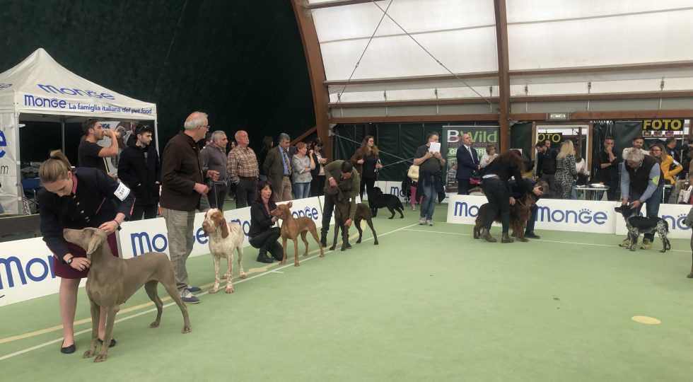 MILLE CANI DI TUTTE LE RAZZE ALL’ESPOSIZIONE INTERNAZIONALE DELL’AQUILA