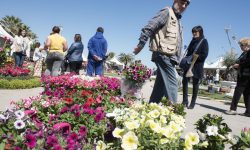 FORMAZIONE, COMMERCIALIZZAZIONE ED ETICHETTA PER SEMI E FIORI MADE IN ABRUZZO