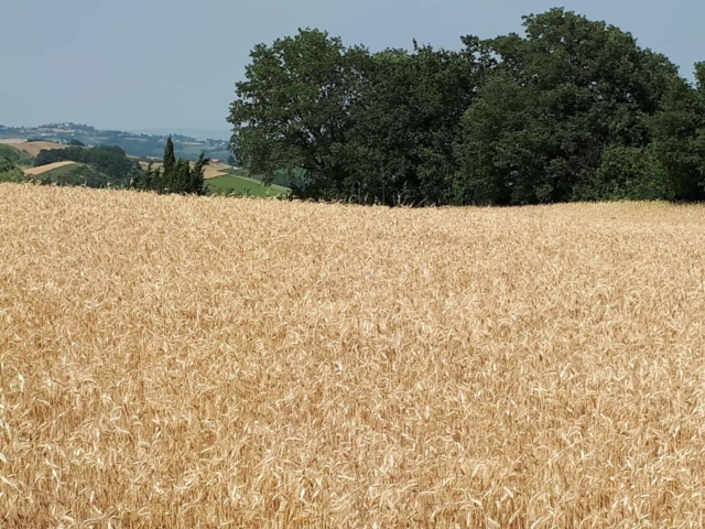 Molino Lattanzio_6