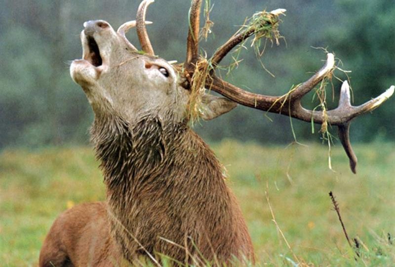 IL MORBO DEL CERVO PAZZO CHE PREOCCUPA NEGLI STATI UNITI