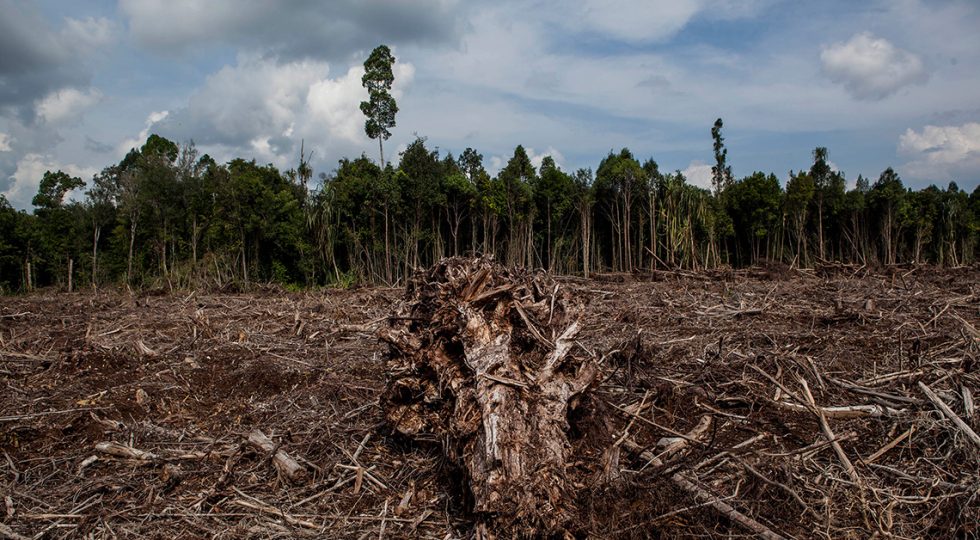 DEFORESTAZIONE, DAI GIOVANI ABRUZZESI UN APPELLO PER SALVARE I BOSCHI