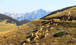 PROPRIETÀ COLLETTIVE E USI CIVICI, ALL’AQUILA CONVEGNO CON IL GIURISTA GROSSI