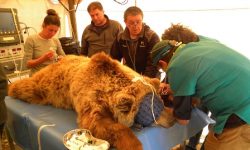 CHIRURGIA DELL’ORSO, VETERINARI DA TUTTA ITALIA NEL PARCO D’ABRUZZO