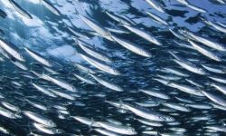 A CAFÈ LES PAILLOTES CHEF WALTER CANZIO CELEBRA IL PESCE AZZURRO