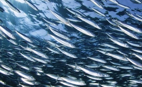 A CAFÈ LES PAILLOTES CHEF WALTER CANZIO CELEBRA IL PESCE AZZURRO
