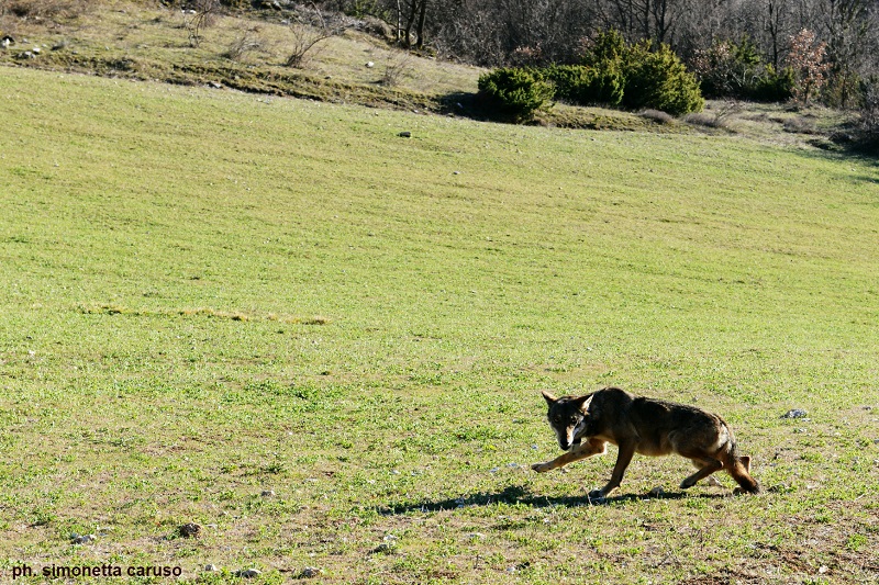 ALLEANZA ALLEVATORI-PARCO GRAN SASSO PER TUTELARE IL LUPO