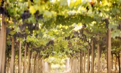 VINO, ABRUZZO TRA PRIME 10 REGIONI ITALIANE PER IMPATTO SUL SISTEMA ECONOMICO