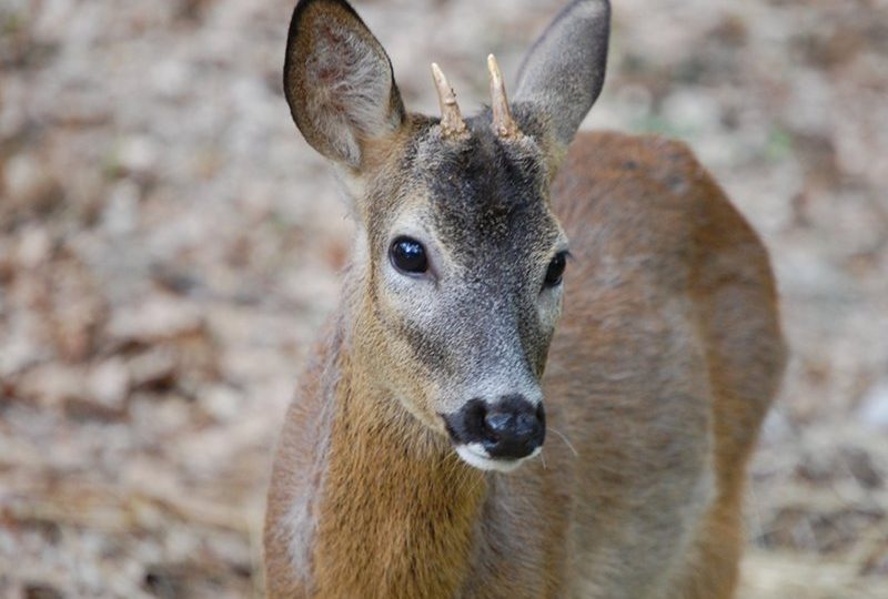CERBIATTO IN CASA, ECCO PERCHÉ NON BISOGNA AVVICINARE GLI ANIMALI SELVATICI