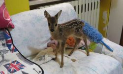 CERBIATTO IN GIARDINO, A MOLINA ATERNO FAMIGLIA METTE IN SALVO BAMBI