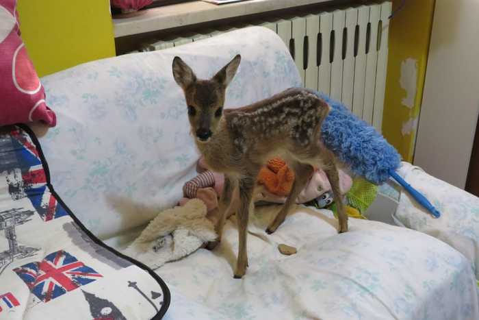 CERBIATTO IN GIARDINO, A MOLINA ATERNO FAMIGLIA METTE IN SALVO BAMBI