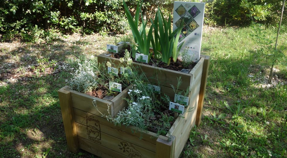PICCOLI GIARDINI BOTANICI NELLE SCUOLE PER LA CONSERVAZIONE DELLE PIANTE NEL PARCO DELLA MAJELLA