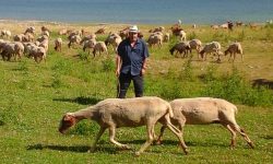 UN GIORNO DA PASTORE PER RISCOPRIRE GLI ANTICHI VALORI DELLA TRANSUMANZA
