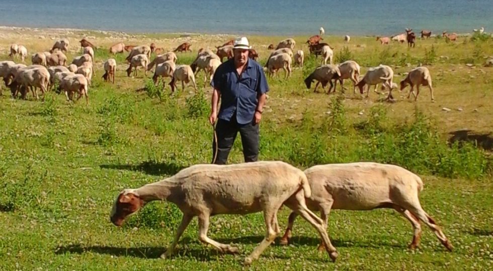 UN GIORNO DA PASTORE PER RISCOPRIRE GLI ANTICHI VALORI DELLA TRANSUMANZA