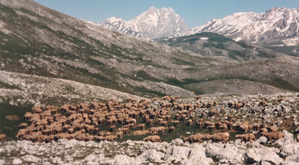 RASSEGNA DEGLI OVINI NEL DECENNALE DEL SISMA, EVENTI STORIA E CULTURA NEI COMUNI DELLA BARONIA