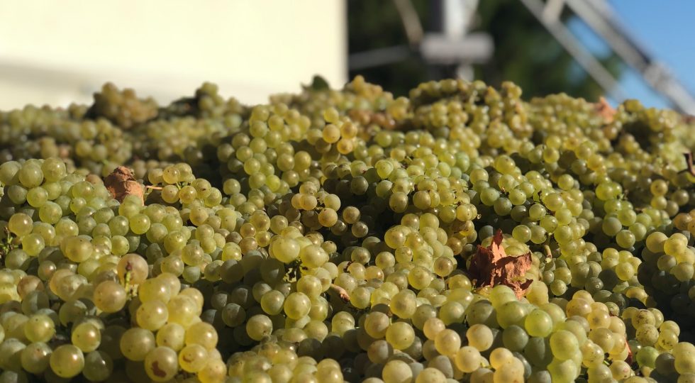 VENDEMMIA, IN ABRUZZO LABORATORI E DEGUSTAZIONI NEI MERCATI DI CAMPAGNA AMICA