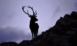 IN ABRUZZO TUTTI PAZZI PER IL BRAMITO DEI CERVI