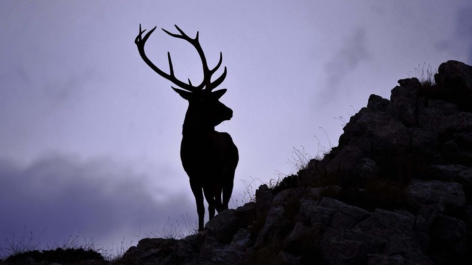 IN ABRUZZO TUTTI PAZZI PER IL BRAMITO DEI CERVI