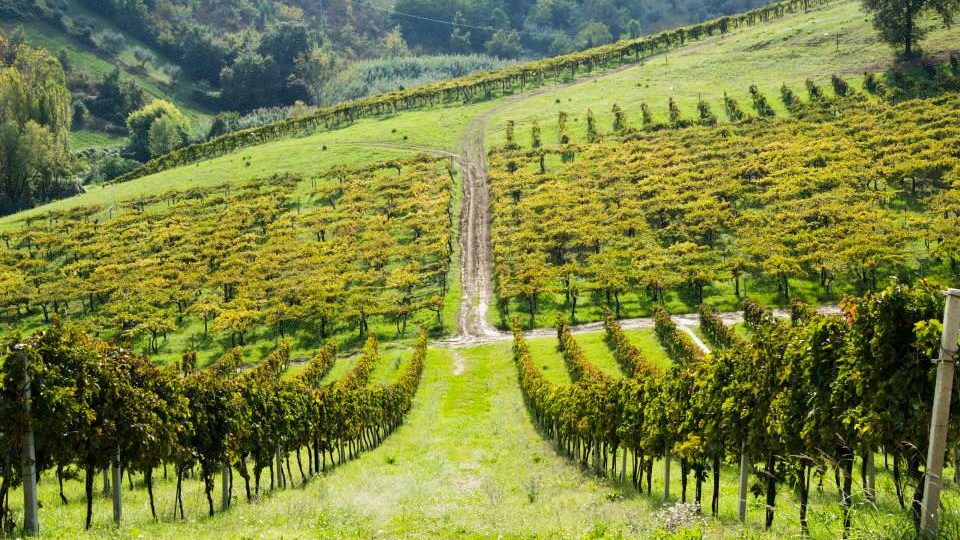 SLOW WINE, IN ABRUZZO TERRAVIVA E DE FERMO NUOVE CHIOCCIOLE NELLA GUIDA 2020