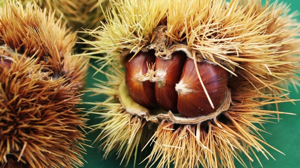 SAPORI D’AUTUNNO, A PAGANICO SABINO SI CELEBRA LA CASTAGNA