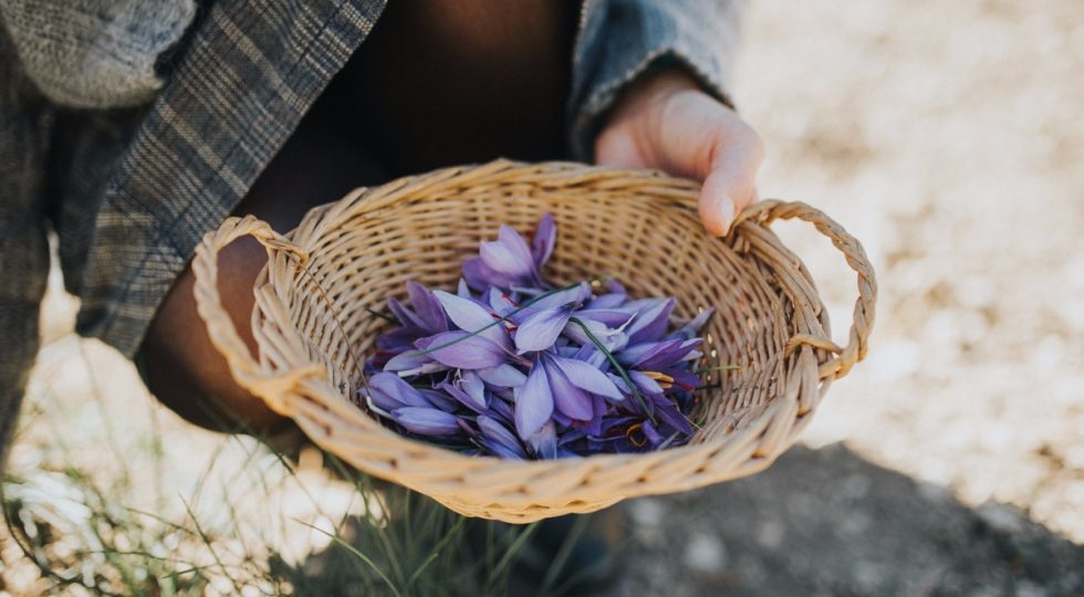 LO ZAFFERANO DIVENTA IMPRESA SIMULATA PER GLI STUDENTI DELL’AGRARIO