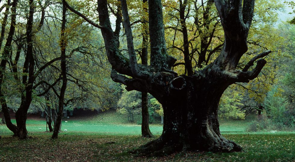 QUATTRO CONCERTI DEL CONSERVATORIO DI CAMPOBASSO NEL PARCO NAZIONALE D’ABRUZZO