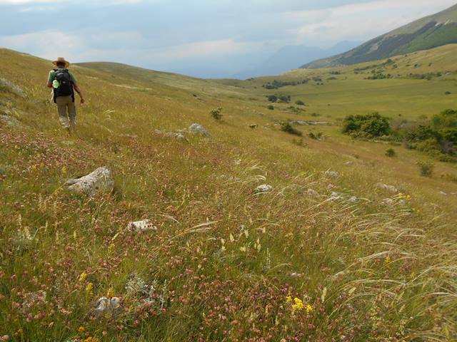 SPECIE BOTANICA DI EPOCA GLACIALE RITROVATA NEL PARCO NAZIONALE D’ABRUZZO