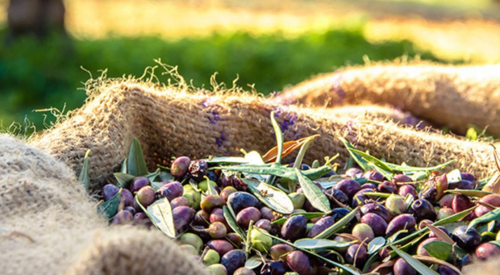 OLIO, ANCHE PER LA COLDIRETTI ANNATA STRAORDINARIA IN ABRUZZO