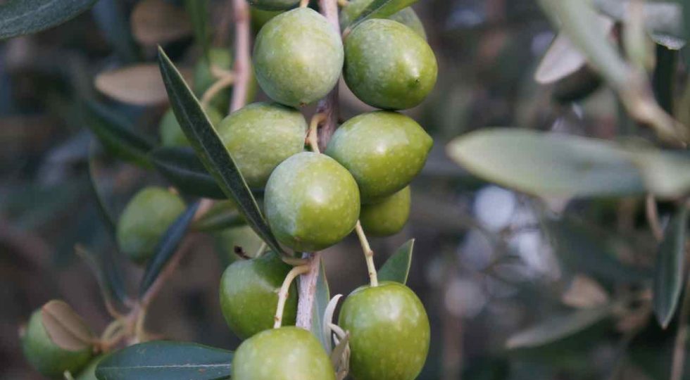 CROLLA LA PRODUZIONE DELL’OLIO, IN ABRUZZO -33%