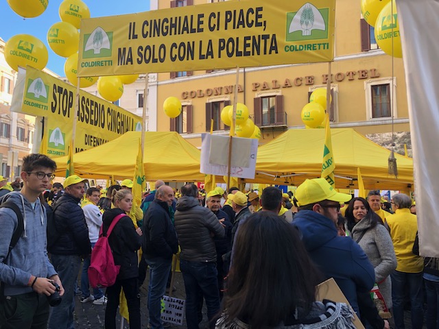 “IL CINGHIALE? SOLO CON LA POLENTA”, AGRICOLTORI ABRUZZESI ESASPERATI PROTESTANO A ROMA